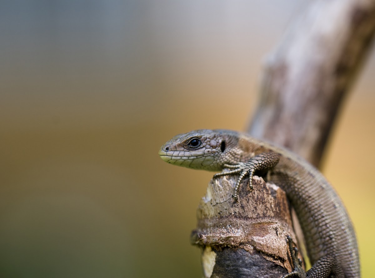 Viviparous Lizard