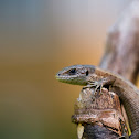 Viviparous Lizard