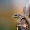 Viviparous Lizard