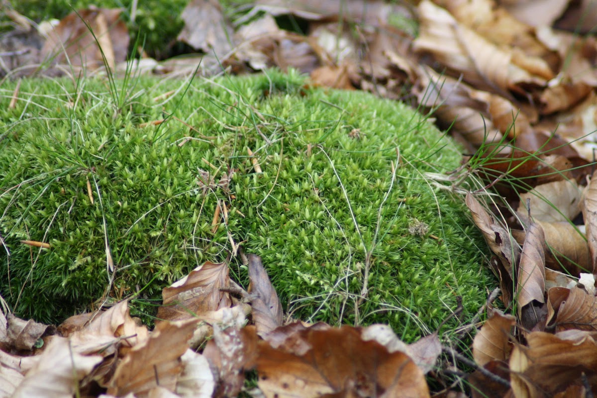 Pincushion moss