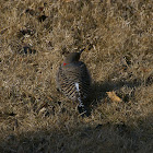 Northern Flicker (Yellow shafted)