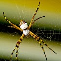 Spiders! logo