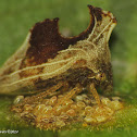 Membracid Treehopper with eggs