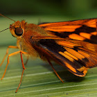 Skipper Butterfly