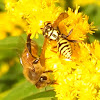 Honey Bee & European Paper Wasp