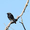 Black Redstart, Colirrojo tizón