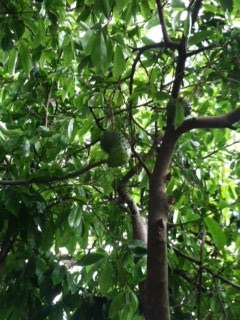 Soursop