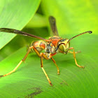 Northern paper wasp