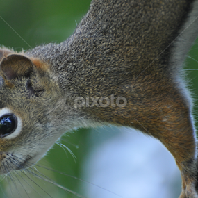 This is my good side. by Debbie Annable Carr - Animals Other Mammals