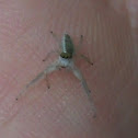 White-jawed Jumping Spider