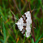 Silver-ground carpet moth