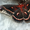 Cecropia moth (male)