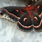 Cecropia moth (male)