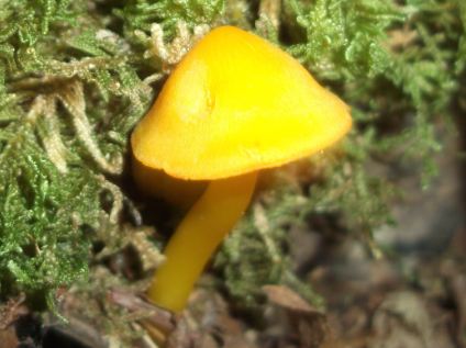 Yellow Waxcap