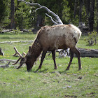 Elk