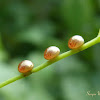 Leaf-footed bug eggs