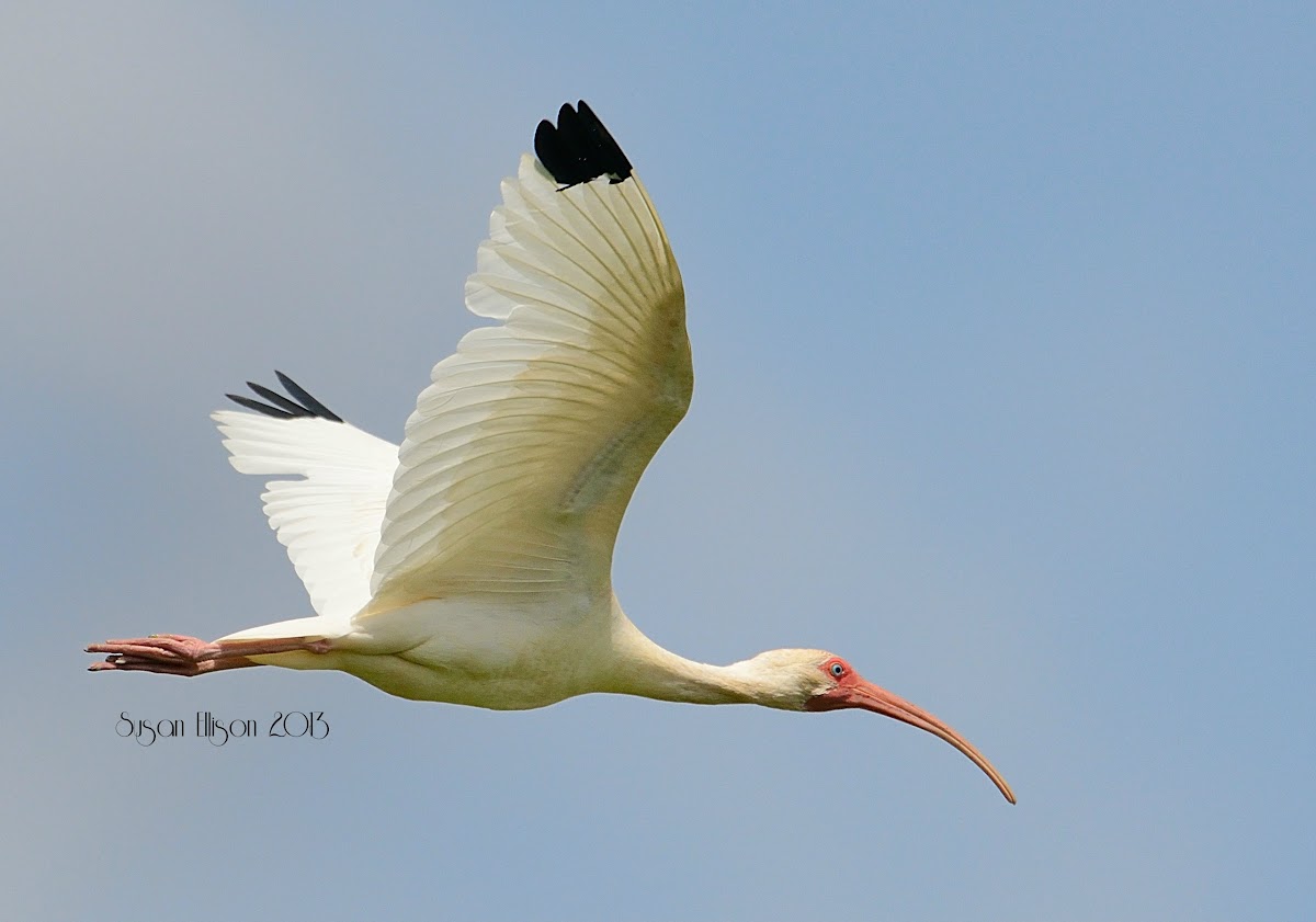american white ibis