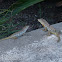 Aruban whiptail lizard
