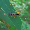 Black Ichneumon wasp