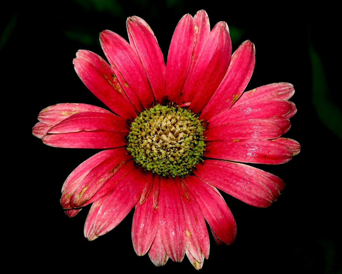 Gerbera Daisy