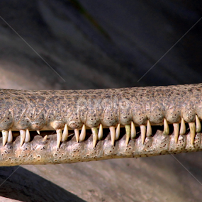 Dentist Wanted!!! by Suvajit Malik - Animals Reptiles