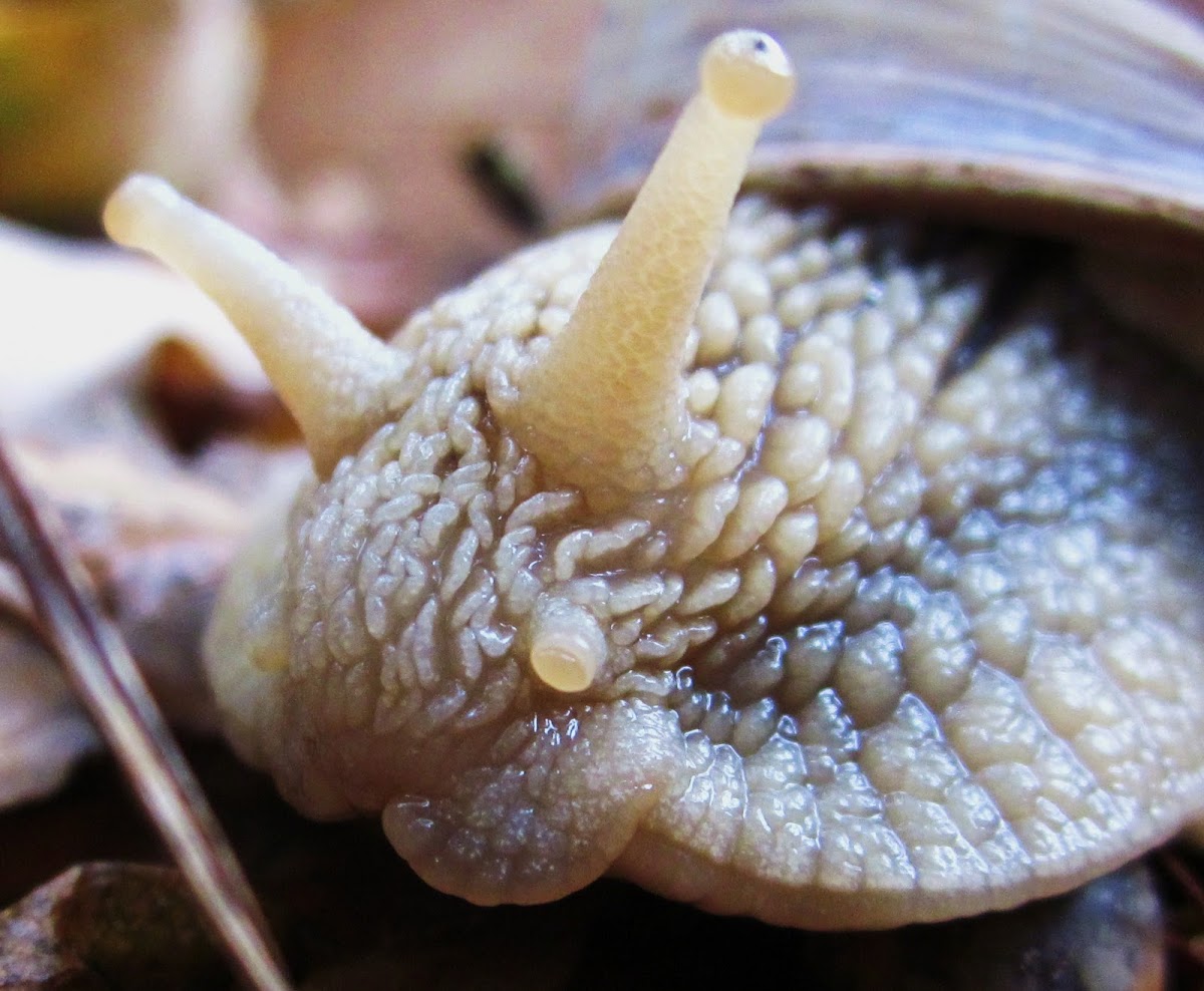 Burgundy snail or Escargot