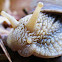 Burgundy snail or Escargot