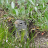 Unita Ground Squirrel