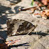 Great Banded Grayling