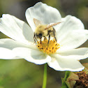 Garden Cosmos with bumblebee