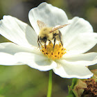 Garden Cosmos with bumblebee