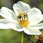 Garden Cosmos with bumblebee