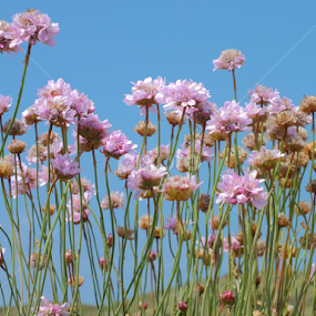 Cornish Pink Thrift by Roger Butler - Flowers Flowers in the Wild