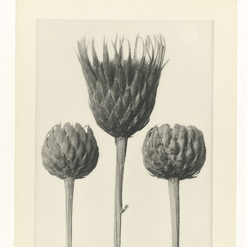 Plantstudie, Karl Blossfeldt, 1928 Rijksmuseum