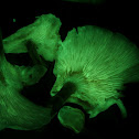 Ghost Fungus