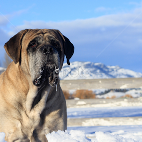 frozen by Mindee Green - Animals - Dogs Portraits