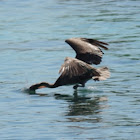 Brown Pelican splashing down