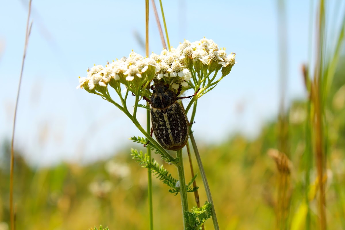 Lined June Beetle
