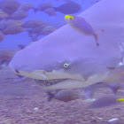 Sicklefin Lemon Shark