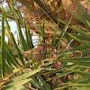 large Grey Babbler