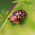 Spotted tortoise beetle