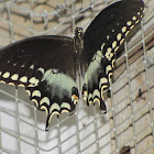 Spicebush swallowtail