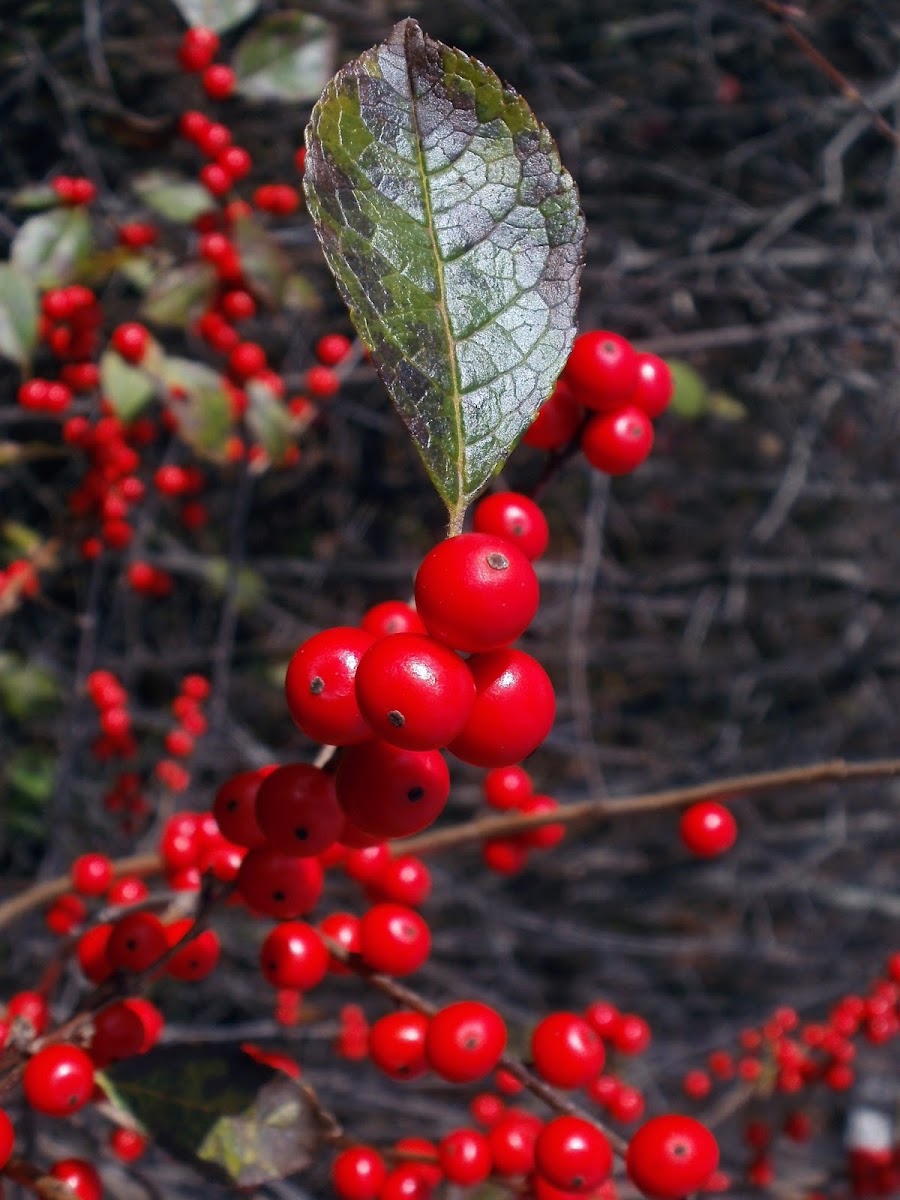 Winterberry