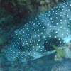 White-Spotted Puffer
