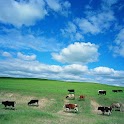 Summer  grassland logo