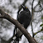 Pied Currawong