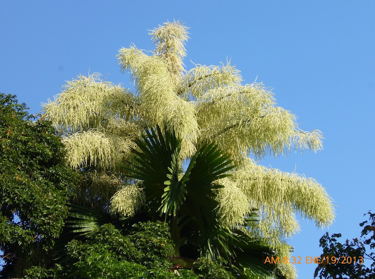 Talipot Palm