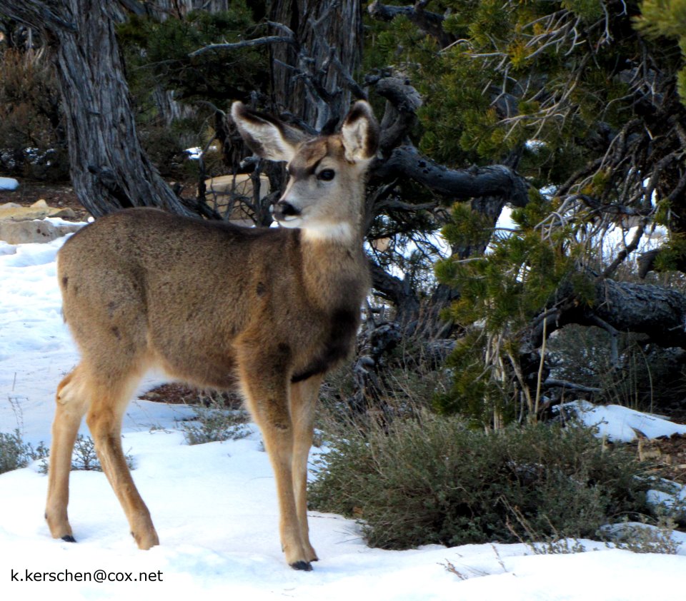 Mule Deer