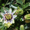 Blue passion flower (Mburucujá)