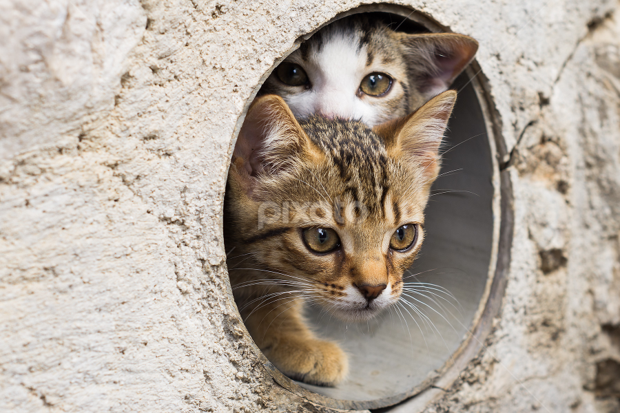 Afraid | Kittens | Animals - Cats | Pixoto